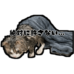 neko_20250411074225