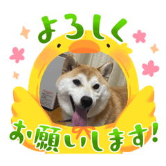 taro_20250410215605
