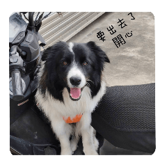 mochi / dog