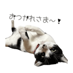 Sei_20250411025511