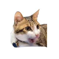 KellyCat.tw