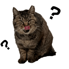neko_20250411120210