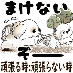 Shih tzu (Don't try too hard)correction
