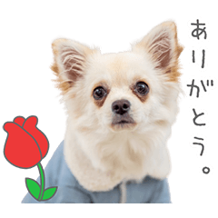 StampNo:5161