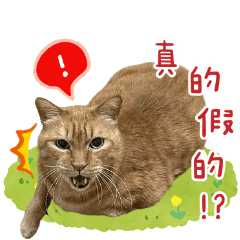 咖啡～喵的日常