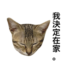 烏龍麵是一隻貓