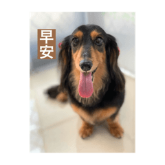 我的狗狗勾