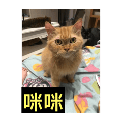 鐘小姐的10隻毛小孩