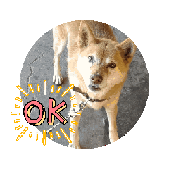 kinako_20250411