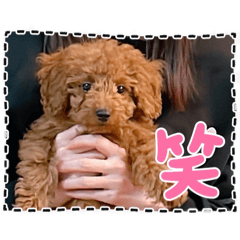 strawberry_20250411223520