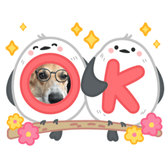 漾漾柯基