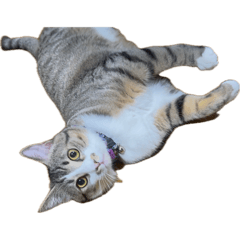 maroge_20250411234107