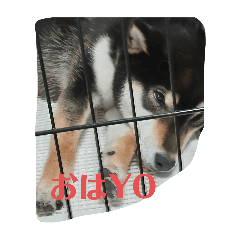 ichigomaru_20250411200903