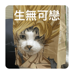 巧比與寶妹の日常