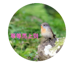 Cute birdie