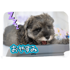 Yume_20250411194202