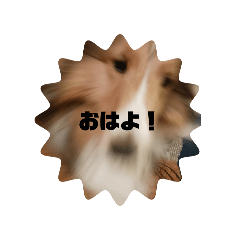 ringo_20250411203101