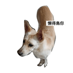 皮蛋的開心狗日記