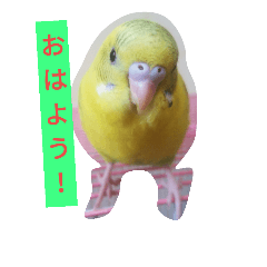 Talkative budgerigar 2