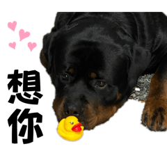 Rottweiler 大饅頭6.0