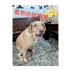 妹妹的不實用表情包