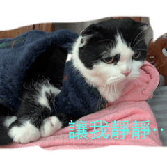 白天不懂夜的黑貓