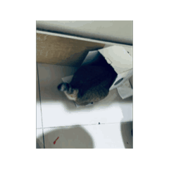 暴躁面面