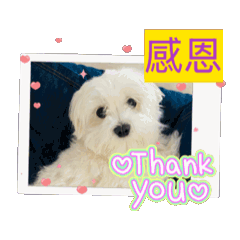 愛bb