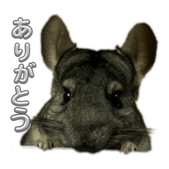 good_20250412221751