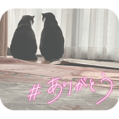 tom_20250412232249