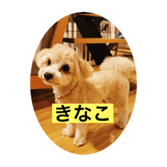 kinako_20250412182843