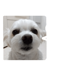 Chie_20250412182137