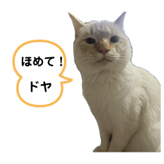 SUKOYAKA KII 3