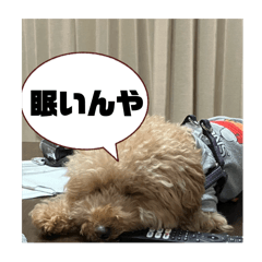 star_20250413014209