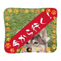 lucas_20250412203013