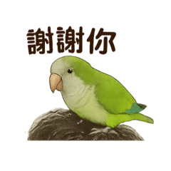 鳥寶乖乖