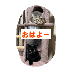 Sho_20250412164842