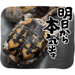 akino_20250412174605