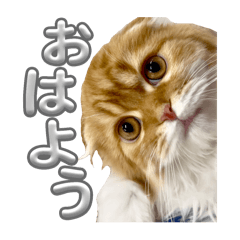 chachamaru222