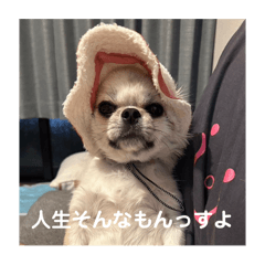 mao_20250413053849