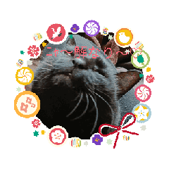 kuro_20250413134119