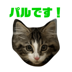 paruzo_20250412234544