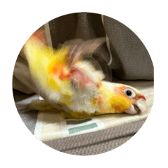 波波的貼圖4.2