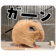 my hamster475