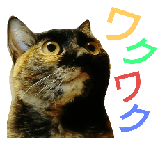 サビ猫ミィちゃんの写真スタンプ3