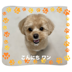 hachi_20250413112603