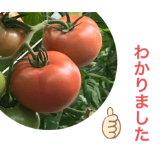 chiyo_20250413122304