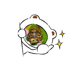 龜尼尼