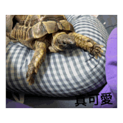 哥哥弟弟胖胖妹妹