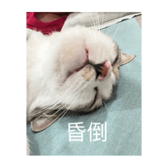 小小杯